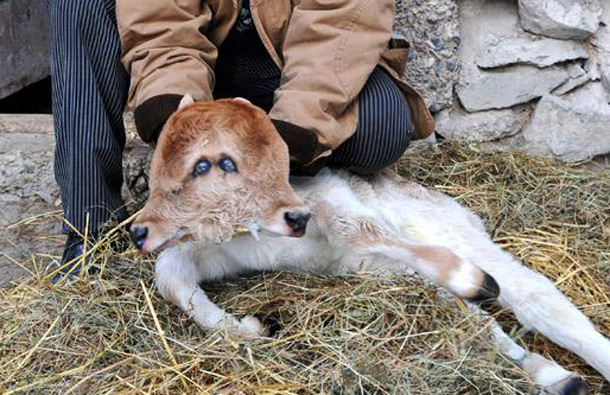 The two-headed calf was born on Jan. 25 in the Avetyans' cow house. (AFP)