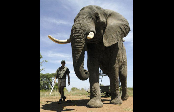 The African Bush Elephant is the largest animal on land. They're generally 10 to 11.5 feet tall and weigh 12,000 to 13,000 pounds, although the largest elephant on record was 13 feet tall and weighed 24,000 pounds. (REUTERS)