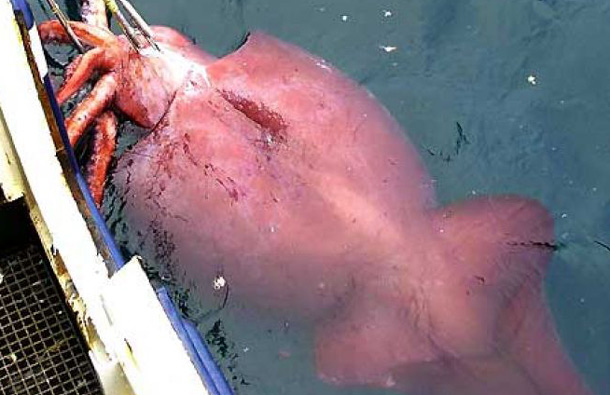 The largest squid and invertebrate is the colossal squid. And the largest of those, caught in 2007 off the coast of Antarctica, weighed 1,091 pounds and was 33 feet long. (AP)