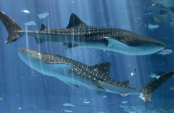 The whale shark is the largest living fish. The largest ever recorded was 41.5 ft. long and the heaviest ever recorded weighed nearly 40 tons. Despite their oversized mouths, the whale shark feeds mainly on plankton and small fish. (REUTERS)