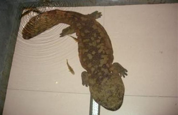 The largest living amphibian is the Chinese giant salamander, the largest recorded at 6 feet long. The salamander, critically endangered, rarely reaches that size today – usually they're 4 ft. long and weigh about 60 lbs. (REUTERS)