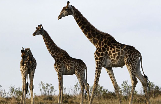 The world’s tallest animal on land is the giraffe. The average male giraffe weighs about 2,600 lbs. and is between 14 and 17 ft. tall. The tallest on record was 20 ft. tall. (REUTERS)