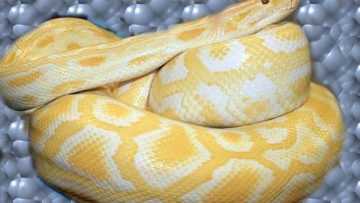 Photo: ${params.title}