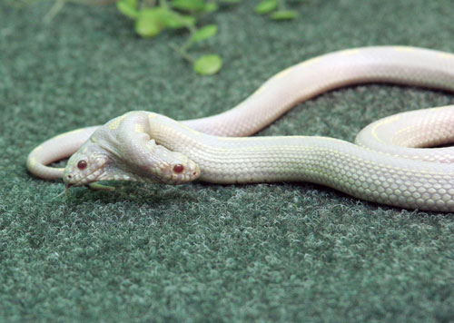 A two-head Albino California Kingsnake at the terrarium of "Skazka" (Fairy tale) Zoo in the Crimean city of Yalta. The snake will be on display at the zoo until mid-September (AFP)