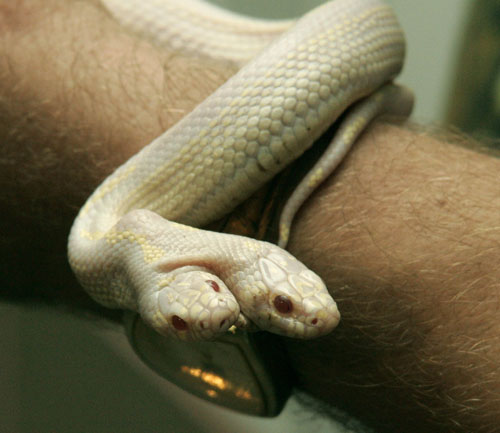 A two-head Albino California Kingsnake at the terrarium of "Skazka" (Fairy tale) Zoo in the Crimean city of Yalta. The snake will be on display at the zoo until mid-September (AP)
