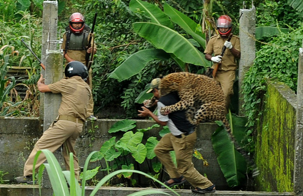 A leopard attacks a forest guard at Prakash Nagar village near Salugara on the outskirts of Siliguri. (AFP)