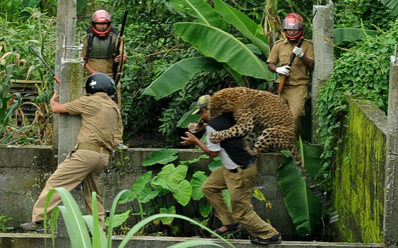 A leopard attacks a forest guard (AFP)