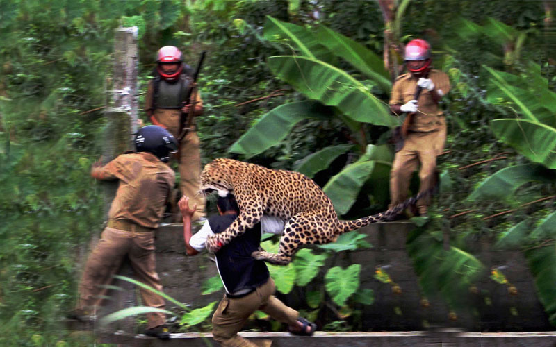 A leopard attacks a forest guard (AP)