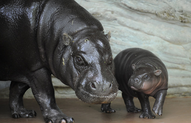 A baby Pygmy hippopotamus stands next to her mother in an enclosure at Tokyo's Ueno Zoo. The baby hippo was born on June 22 at the zoo. (AFP)