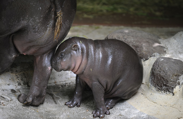 A baby Pygmy hippopotamus snuggles next to her mother in an enclosure at Tokyo's Ueno Zoo. The baby hippo was born on June 22 at the zoo. (AFP)