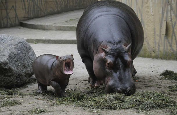 Maruska, a female hippopotamus is seen with her seven weeks old baby at the zoo in Prague. (AFP)