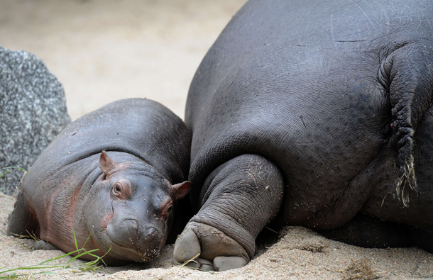 Maruska, a female hippopotamus rest next to her seven weeks old baby at the zoo in Prague. (AFP)
