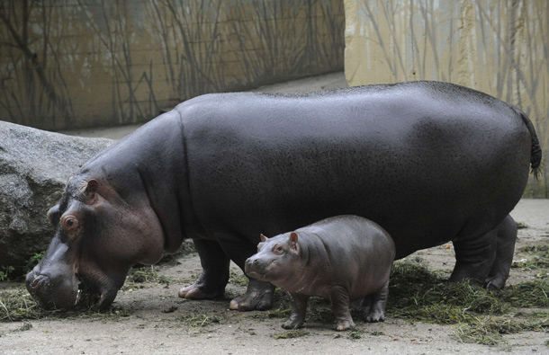 Maruska, a female hippopotamus is seen with her seven weeks old baby at the zoo in Prague. (AFP)