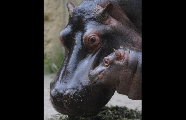 Maruska, a female hippopotamus is seen with her seven weeks old baby at the zoo in Prague. (AFP)
