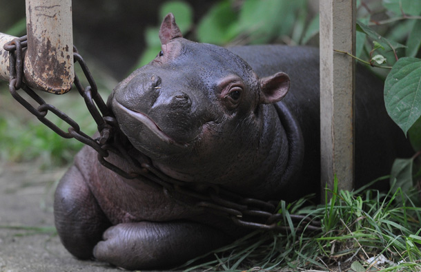The baby hippo of Maruska, a female hippopotamus is seen at the zoo in Prague. (AFP)