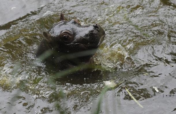 The baby hippo of Maruska, a female hippopotamus swims at the zoo in Prague. (AFP)
