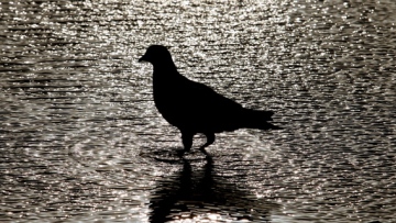 Photo: ${params.title}