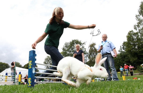 Sandra Piontek leads her pet rabbit Bofrostman through an obstacle course in the middle-weight category. (GETTY/GALLO)