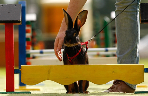 Ulrike Klug leads her pet rabbit Sammy through an obstacle course in the middle-weight category. (GETTY/GALLO)