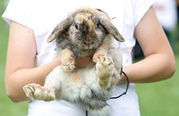 Laura Costa carries her rabbit La Costa to his first appearance in the light-weight category. (GETTY/GALLO)