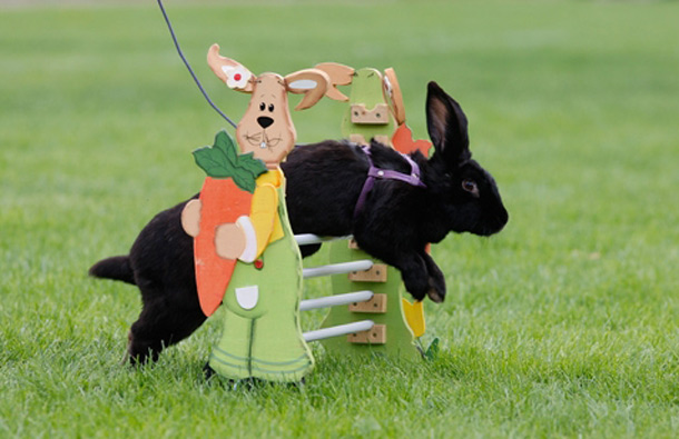 A rabbit jumps over a hurdle at a training course during the 5th Open Rabbit Sport Tournament (5. offene Kaninchensport Turnier) in Rommerz near Fulda, Germany. Eighty rabbits competed in light-weight, middle-weight and jumping-for-points categories at the tournament in Rommerz that is based on Kanin Hop, or Rabbit Hopping. (GETTY/GALLO)