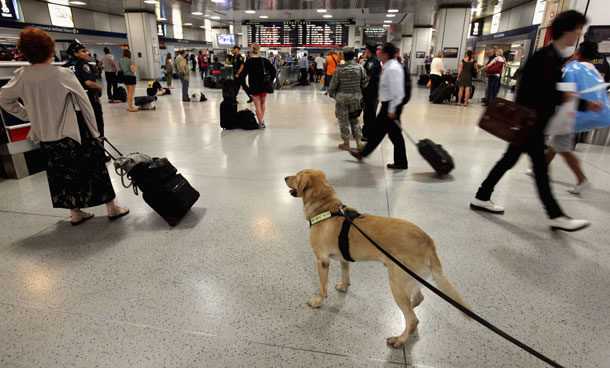 Amtrak Police K9 Lex patrols Penn Station September 9, 2011 in New York City. A 4-year-old yellow Labrador Retriever, Lex is trained and certified in "Vapor Wake" explosive tracking and detection. US government officials said yesterday evening that there is a "specific, credible but unconfirmed threat" to the US homeland as the 9/11 anniversary approaches and that New York and Washington were specifically mentioned as possible targets.(AFP)