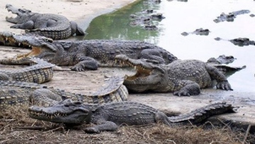 Photo: ${params.title}