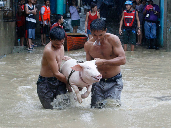 Residents carry a pig as they wade knee-deep in floodwaters brought on by Typhoon Nesat, locally known as Pedring, in San Mateo Rizal east of Manila September 27, 2011. (REUTERS)