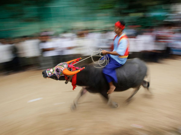 A Cambodian man rides on a water buffalo at Preah Vihear Sour pagoda during a water buffalo racing on Tuesday, Sept. 27, 2011, in Kandal province, some 40 kilometers (25 miles) northeast of Phnom Penh, Cambodia. (AP)