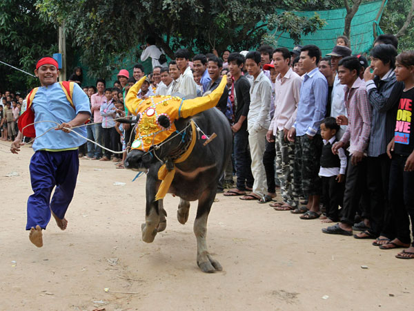 A man runs after a buffalo as a crowd watches during an annual buffalo-racing ceremony at Virhear Sour village in Kandal province, 30 km (18 miles) southeast of Phnom Penh September 27, 2011. (REUTERS)
