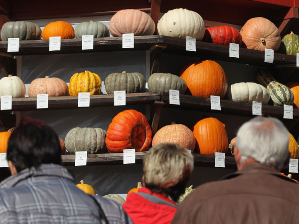 BEELITZ, GERMANY - OCTOBER 09: Visitors look at a tower exhibit of 429 different kinds of pumpkins and squash from all over the world at the Buschmann and Winkelmann pumpkin farm on October 9, 2011 in Beelitz, Germany. (GETTY)