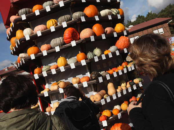 BEELITZ, GERMANY - OCTOBER 09: Visitors look at a tower exhibit of 429 different kinds of pumpkins and squash from all over the world at the Buschmann and Winkelmann pumpkin farm on October 9, 2011 in Beelitz, Germany. (GETTY)