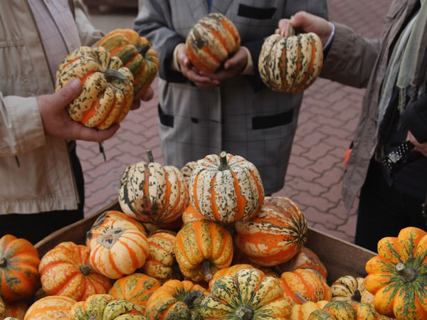 BEELITZ, GERMANY - OCTOBER 09: Visitors choose among Festival pumpkins at the Buschmann and Winkelmann pumpkin farm on October 9, 2011 in Beelitz, Germany. (GETTY)