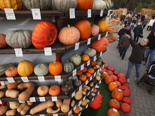 BEELITZ, GERMANY - OCTOBER 09: Visitors look at a tower exhibit of 429 different kinds of pumpkins and squash from all over the world at the Buschmann and Winkelmann pumpkin farm on October 9, 2011 in Beelitz, Germany. (GETTY)