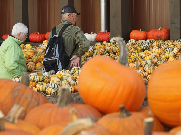 BEELITZ, GERMANY - OCTOBER 09: Visitors shop for pumpkinsat the Buschmann and Winkelmann pumpkin farm on October 9, 2011 in Beelitz, Germany. (GETTY)