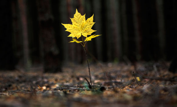 A yellow leaf of young maple sprout shivering with cold autumn's wind inside a pinewood outside Peremilovo village, near the small Russian town of Dmitrov, 75 kilometers (47 miles) north form Moscow, on Sunday, Oct 16, 2011. (AP)