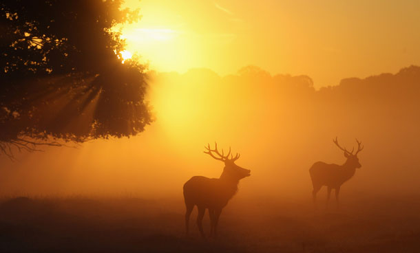 Two Red Deer stags stand in the early morning mist in Richmond Park on October 15, 2011 in London, England. Autumn sees the start of the 'Rutting' season where the large Red Deer stags can be heard roaring and barking in an attempt to attract females known as bucks. The larger males can also be seen clashing antlers with rival males. (GETTY)