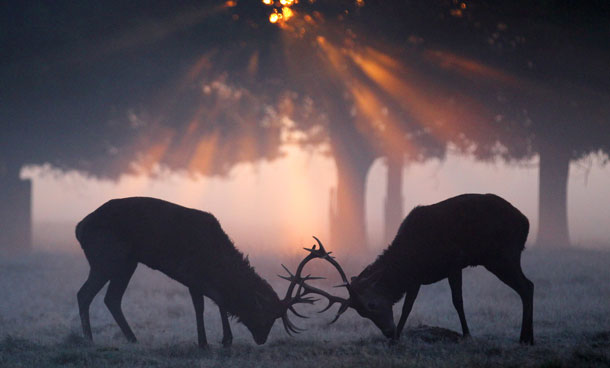 Two Red Deer stags 'rut' in the early morning mist in Richmond Park on October 15, 2011 in London, England. Autumn sees the start of the 'Rutting' season where the large Red Deer stags can be heard roaring and barking in an attempt to attract females known as bucks. The larger males can also be seen clashing antlers with rival males. (GETTY)