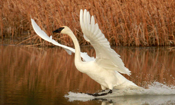 Friday, Oct 7, 2011 photo shows a trumpeter swan as it touches down in a pond at Potter Marsh in Anchorage, Alaska. Southcentral Alaska sees plenty of visitors, but few draw local paparazzi like the guests that fly south every October: trumpeter and tundra swans. (AP)