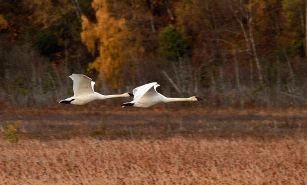 Friday, Oct 7, 2011 photo, two trumpeter swans fly low over Potter Marsh in Anchorage, Alaska. Southcentral Alaska sees plenty of visitors, but few draw local paparazzi like the guests that fly south every October: trumpeter and tundra swans. (AP)