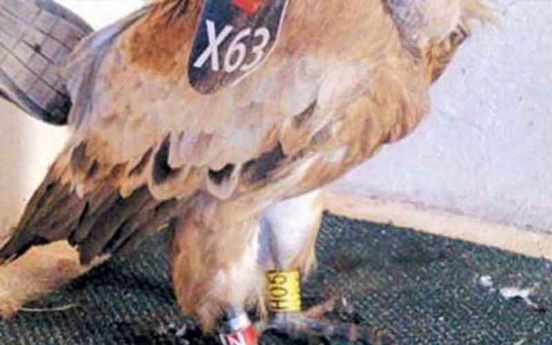 The bird also had a tag bearing the code 'H09' stuck to its wing (SUPPLIED)