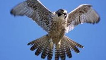 Photo: ${params.title}