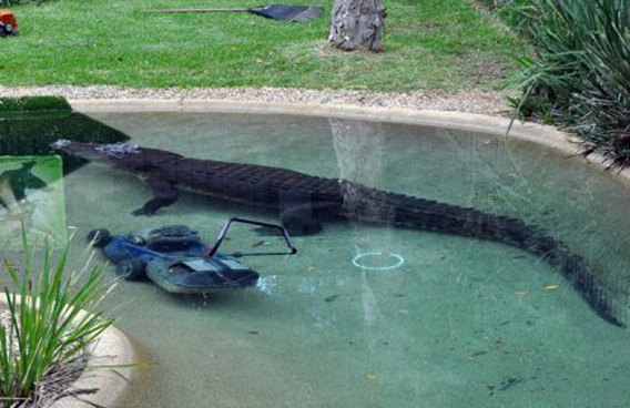 'Elvis', the five-metre-long saltwater crocodile, guarding a submerged lawn mower after he snatched it from ground staff of the park near Sydney. (AFP)
