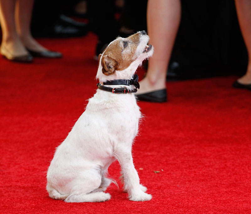 The dog Uggie, featured in the film "The Artist", barks on the red carpet at the 69th annual Golden Globe Awards in Beverly Hills, California  on January 15. (REUTERS)