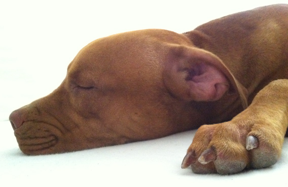 Polly, an American Staffordshire Terrier lives with two other dogs.