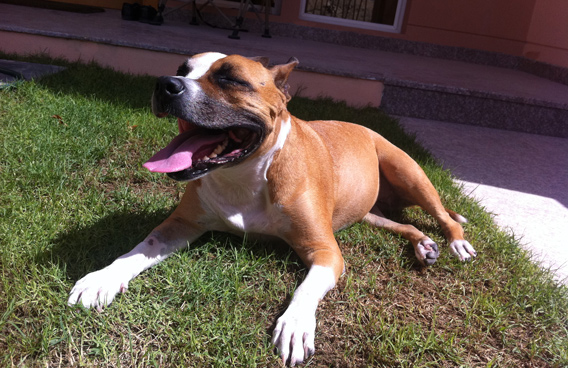 Evo the Pit Bull lives in Dubai and his owner says he plays with another 6-year old pup.