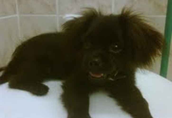 Laila&rsquo;s dogs together amounted to Dh13,000 and the husky alone had cost Dh10,000 (SUPPLIED)