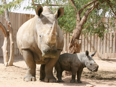 The calf of a Southern-white rhinoceros with its mother. (SUPPLIED)