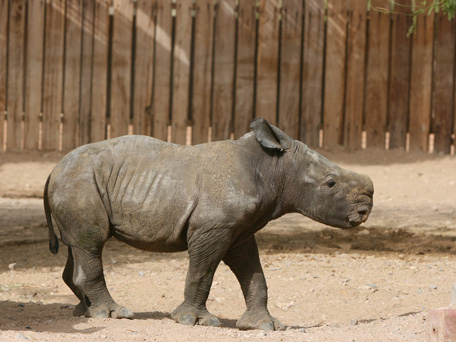 Newborn Southern-white rhinoceros in the back-of-house facility in Al Ain Zoo, monitored closely by the veterinarian team. (SUPPLIED)