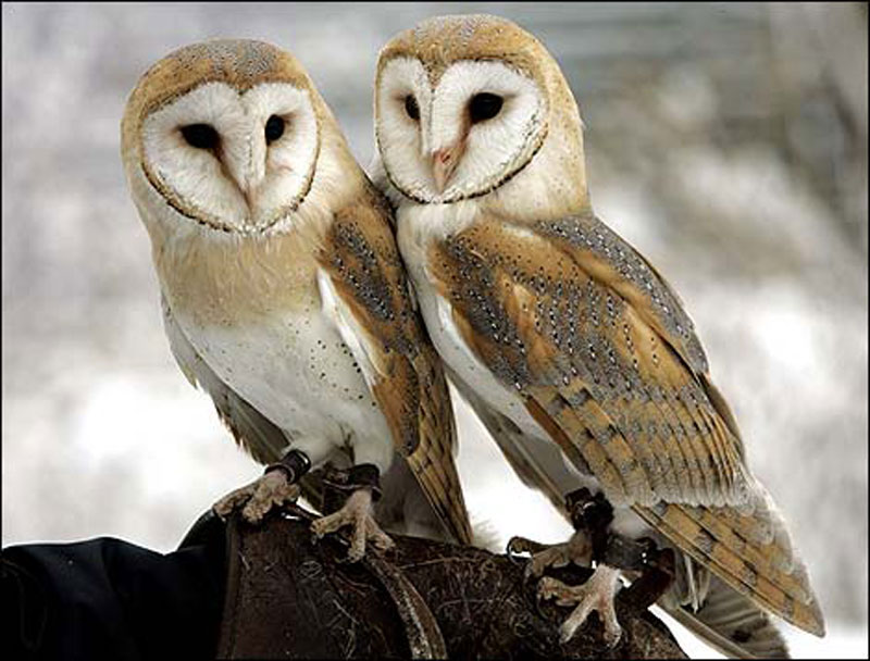 Johannesburg brings in owls to fight rat invasion Offbeat Emirates247